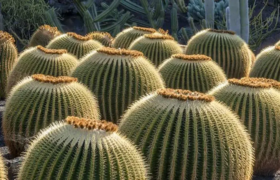 Jardín de cactus